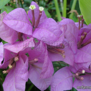 Bougainvillea- Light Pink