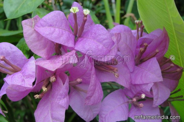 Bougainvillea_sp_5005197bbba86.jpg