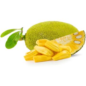 Jackfruit Honey Plant (Grafted)