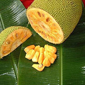 Jackfruit honey (grafted) - Copy