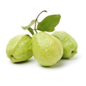 Guava Kg Plant
