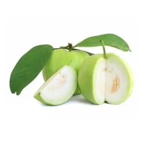 Guava L-49 Plant