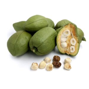 Chestnut Malabar Plant (Grafted)