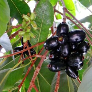 Syzygium Cumini- Jamun Plant