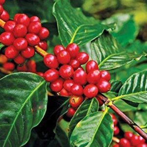 Coffee Plant