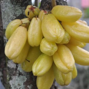 Bilimbi Yellow Plant