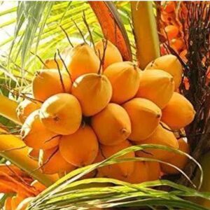 Orange Dwarf Coconut Plant