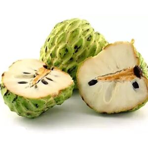 Custard Apple Green Plant (Grafted)