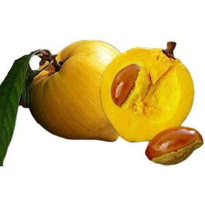 Egg Fruit Plant
