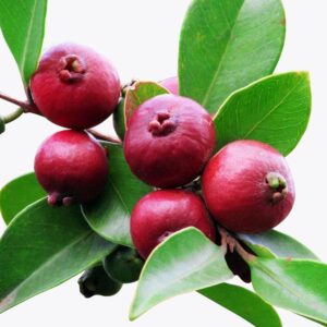 Guava Strawberry Plant