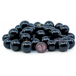 Jabuticaba Plant (Brazilian Grape Tree) Grafted