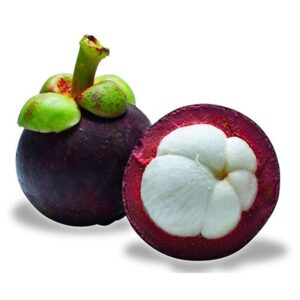 Mangosteen Plant (Grafted)