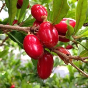 Miracle Fruit Plant (Grafted)