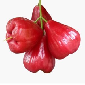 Love Apple Red Plant (long)