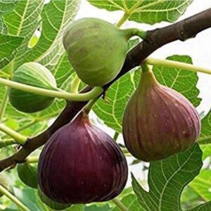 Fig Small Leaves Plant (Anjeer)