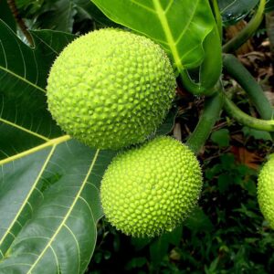 Artocarpus Altilis Plant (Breadfruit)