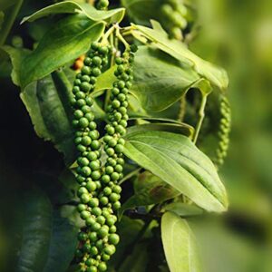 Bush Pepper Plant