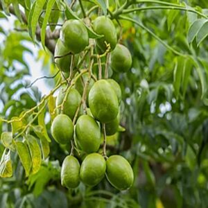 Ambado Sweet Plant (Ambazham)