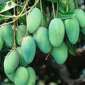 Mango Thailand All Season Plant