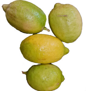 Lime Selection Thick Peel long Plant