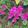 Bougainvillea-112.jpg