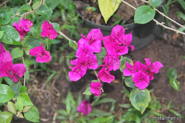 Bougainvillea-112.jpg
