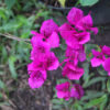 Bougainvillea_sp_50ee65347a736.jpg