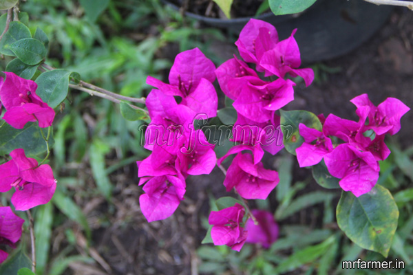 Bougainvillea_sp_50ee65347a736.jpg
