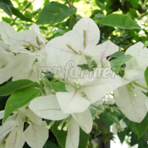 Bougainvillea White