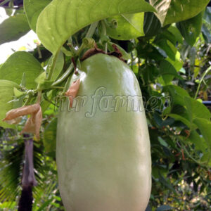 Passiflora Quadrangularis Plant
