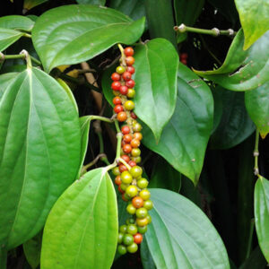Black Pepper Spice Creeper