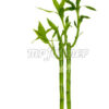 Straight_sticks_4ff6cfae32247.jpg