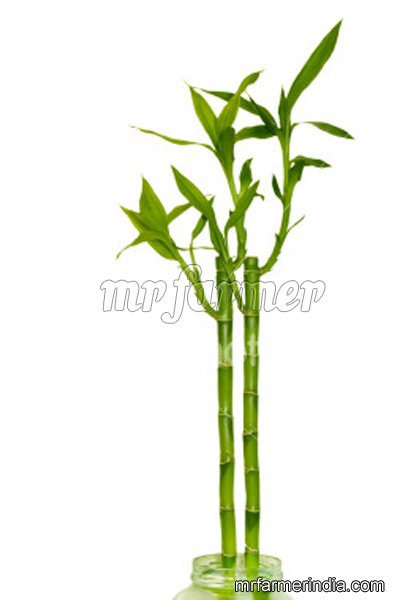 Straight_sticks_4ff6cfae32247.jpg
