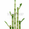good-luck-plants20Straight201.jpg