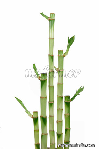 good-luck-plants20Straight201.jpg