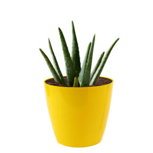 Mini Pot (Yellow)