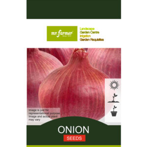 Onion seeds