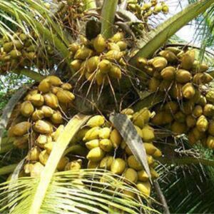 Coconut DxT Plant