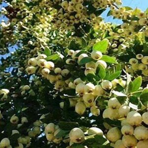 Guava Chinese Plant