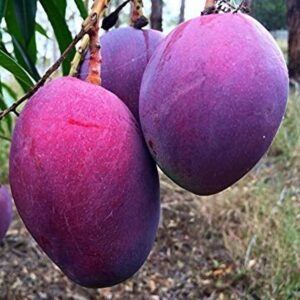 Mango Thailand Black Grafted Plant