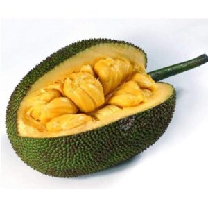 Jackfruit Seedless Plant