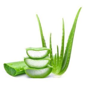 Aloevera Plant