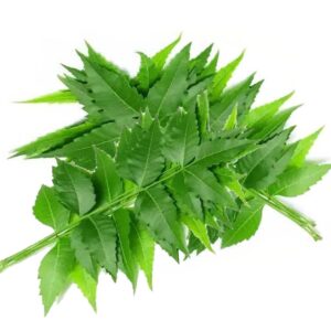 Neem Plant