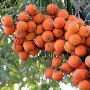 Areca Nut Plant