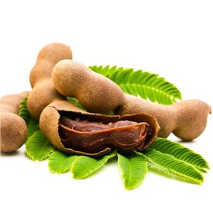 Tamarind Plant