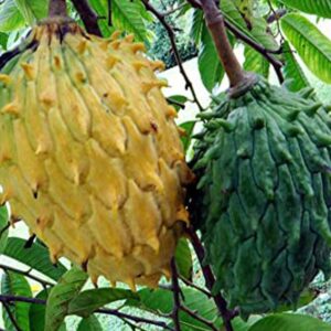 Rollinia Grafted Plant