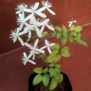 Bridal Creeper