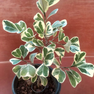Ficus Vari