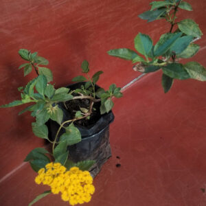 Lantana Camare Yellow