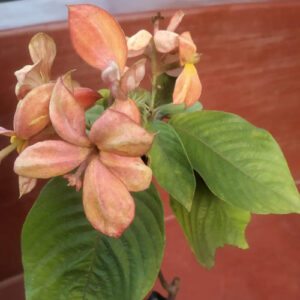 Mussaenda Gold